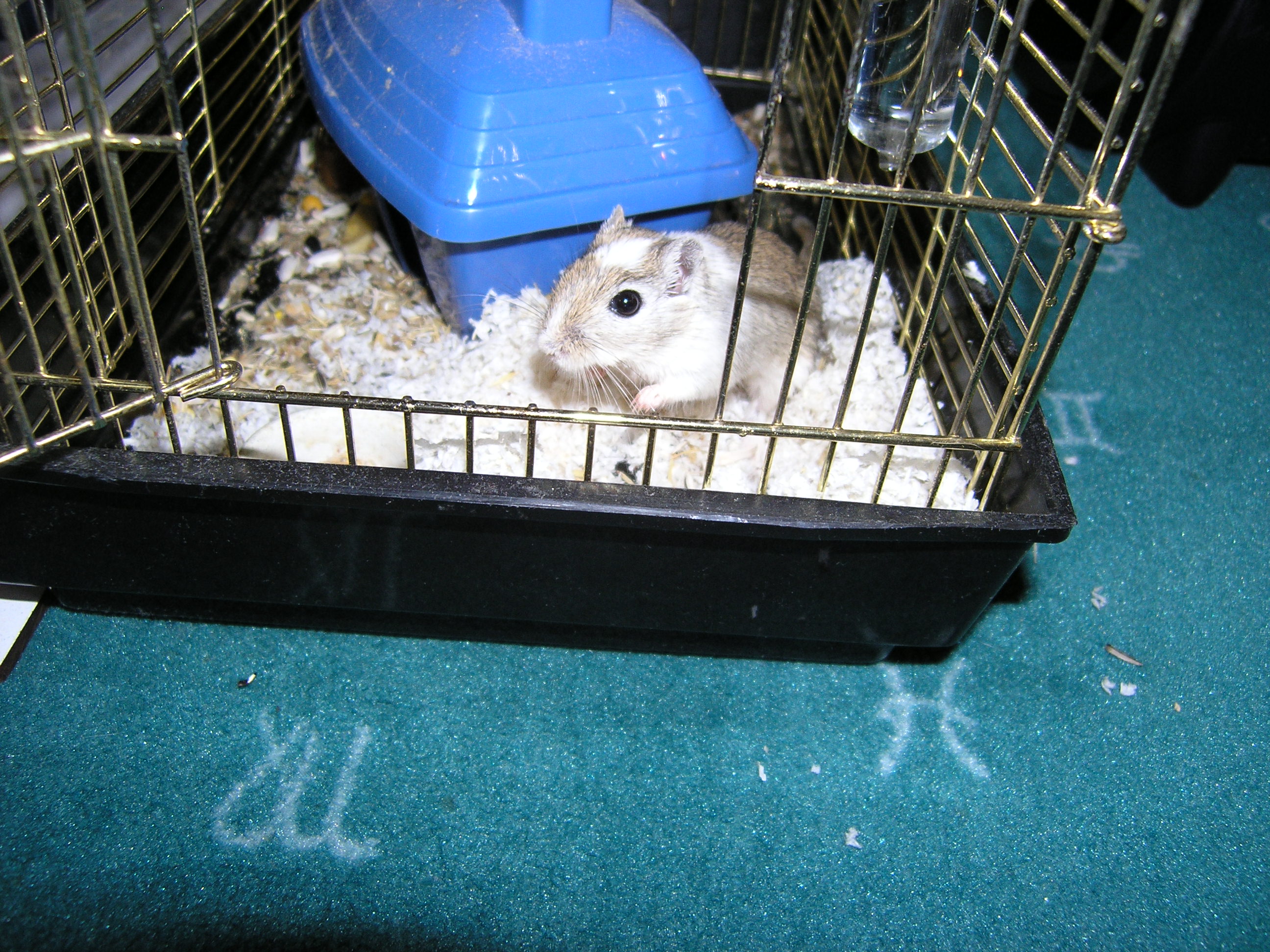 zlatíčko moje opuštěný